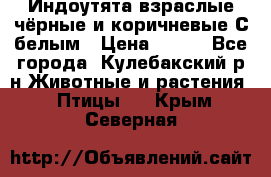 Индоутята взраслые чёрные и коричневые С белым › Цена ­ 450 - Все города, Кулебакский р-н Животные и растения » Птицы   . Крым,Северная